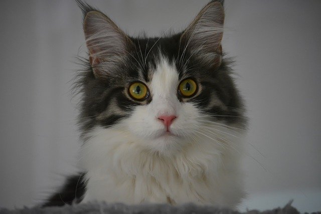 Free download anneli cat maine coon kitten free picture to be edited with GIMP free online image editor