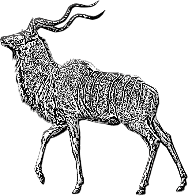 Free download Antelope Buck Kudu -  free illustration to be edited with GIMP free online image editor