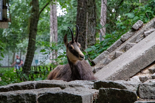 ດາວໂຫຼດຟຣີ antelope deer animal horns mammal picture free to be edited with GIMP free online image editor