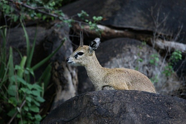 Free download antelope klipspringer horn ears free picture to be edited with GIMP free online image editor