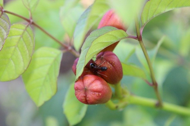 Téléchargement gratuit de Ant Green Garden - photo ou image gratuite à modifier avec l'éditeur d'images en ligne GIMP