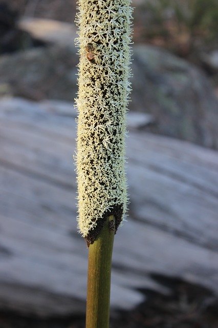 Free download Xanthorrea Bush Flower Australian -  free photo or picture to be edited with GIMP online image editor