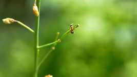 Free download Ant Macro Grass -  free video to be edited with OpenShot online video editor