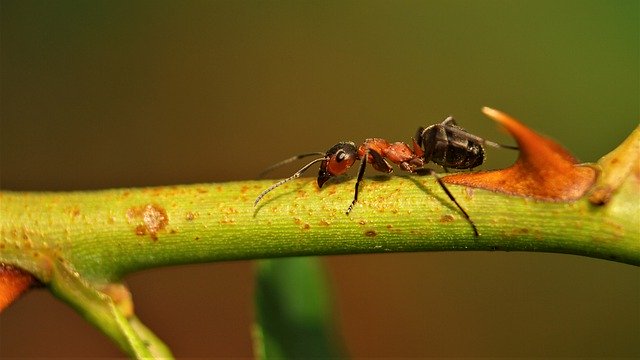 Скачать бесплатно Ant Wood Animal - бесплатное фото или изображение для редактирования с помощью онлайн-редактора изображений GIMP