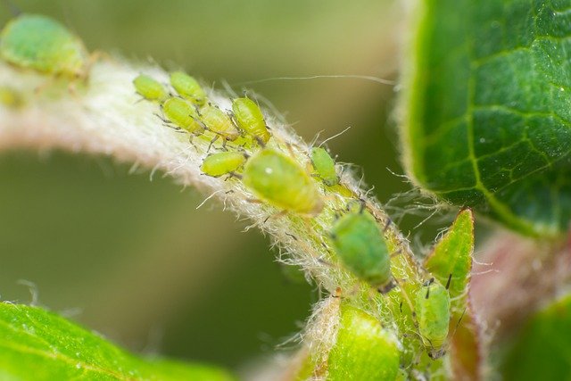 ດາວໂຫຼດຟຣີ aphid close up aphids closeup free picture to be edited with GIMP free online image editor