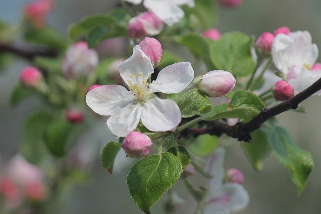 Muat turun percuma Apple Bloom Flower - foto atau gambar percuma untuk diedit dengan editor imej dalam talian GIMP