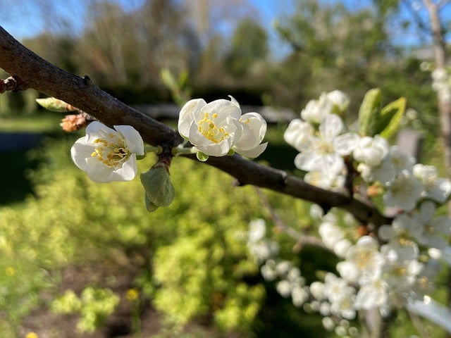 Descarga gratuita de la imagen gratuita de primavera en flor de rama de flor de manzano para editar con el editor de imágenes en línea gratuito GIMP