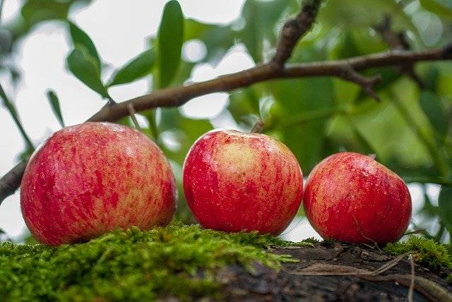 Baixe grátis Apple Fruit Orchard - foto ou imagem grátis para ser editada com o editor de imagens online GIMP