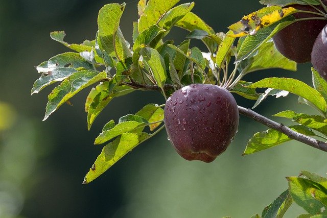 Free download apple fruit tree green close up free picture to be edited with GIMP free online image editor