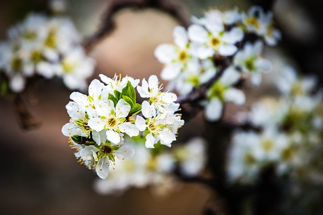 Free download apricot blossoms apricot flowers free picture to be edited with GIMP free online image editor