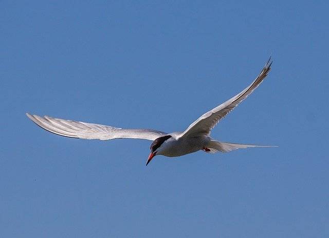 Téléchargement gratuit Oiseau hirondelle de mer Sterne arctique - photo ou image gratuite à modifier avec l'éditeur d'images en ligne GIMP