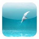 Arctic Tern Theme  screen for extension Chrome web store in OffiDocs Chromium