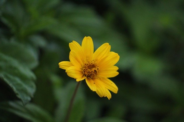 Free download aspilia flower yellow flower free picture to be edited with GIMP free online image editor