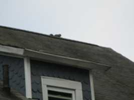 Free download A Squirrel on Top of the House! free photo or picture to be edited with GIMP online image editor