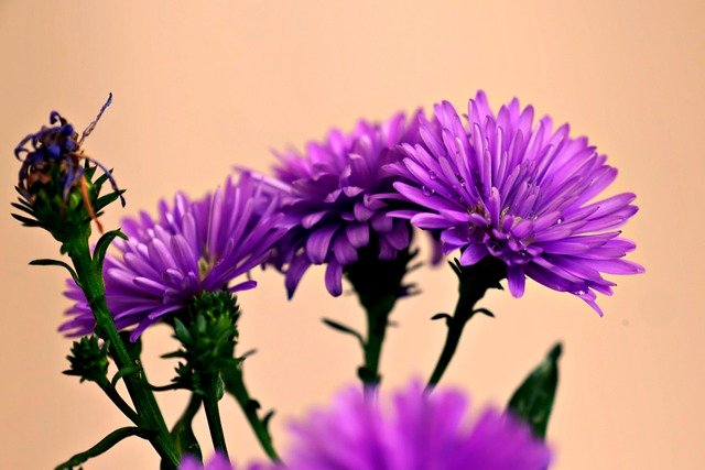 Free download aster flowers purple flowers garden free picture to be edited with GIMP free online image editor