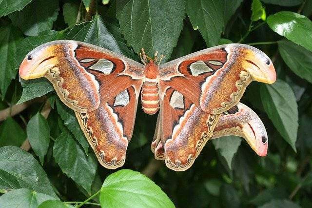 免费下载 Atlas Moth Butterfly Insect Close - 使用 GIMP 在线图像编辑器编辑的免费照片或图片