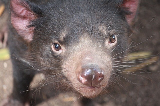 Téléchargement gratuit Australie Animal Nature - photo ou image gratuite à éditer avec l'éditeur d'images en ligne GIMP