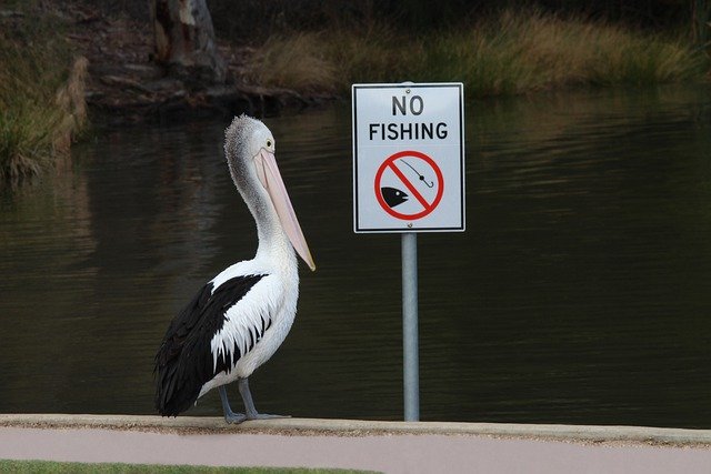 Free download australian pelican pelican bird free picture to be edited with GIMP free online image editor