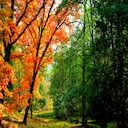 Autumn Impressions Theme  screen for extension Chrome web store in OffiDocs Chromium