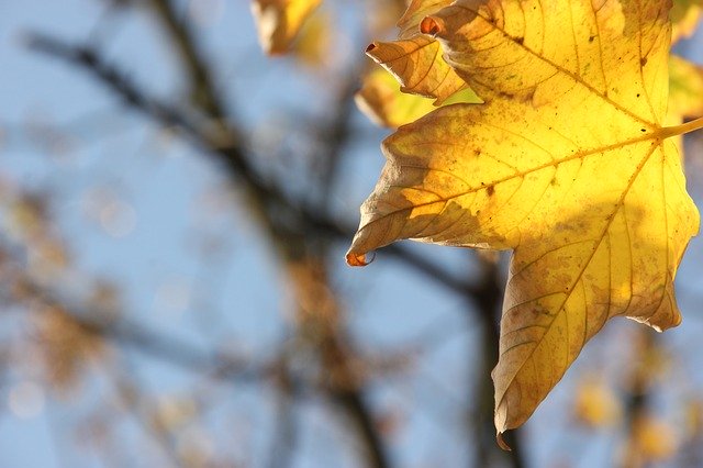 Kostenloser Download der kostenlosen Herbstblattsaison-Fotovorlage zur Bearbeitung mit dem GIMP-Online-Bildbearbeitungsprogramm