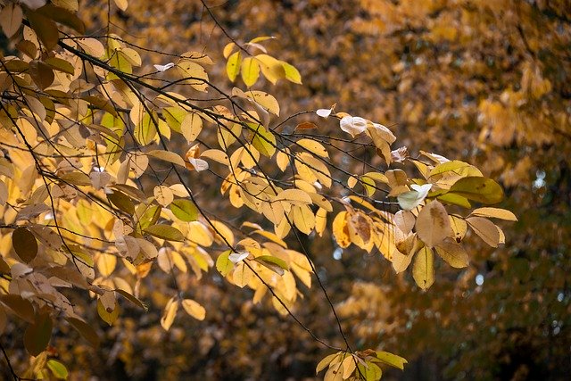 Free download autumn leaves foliage nature trees free picture to be edited with GIMP free online image editor