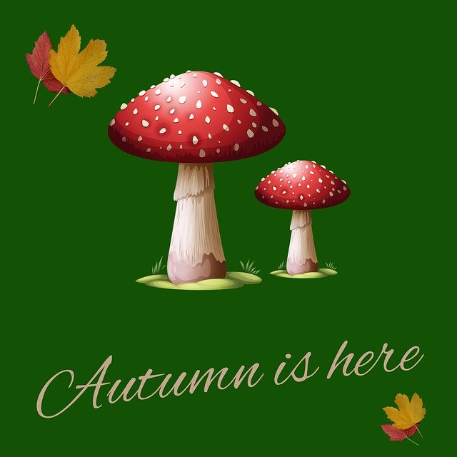 تنزيل Autumn Mushroom Forest مجانًا - صورة مجانية أو صورة مجانية ليتم تحريرها باستخدام محرر الصور عبر الإنترنت GIMP