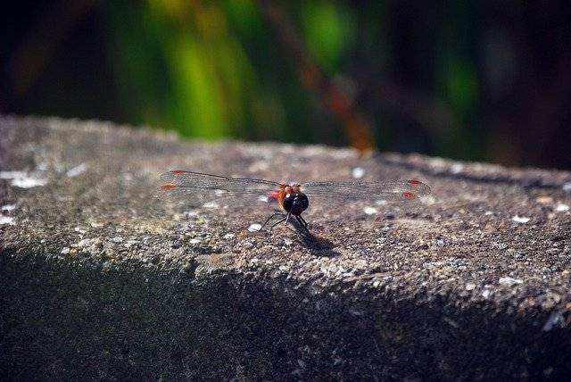 Kostenloser Download Autumn Red Dragonfly - kostenloses Foto oder Bild zur Bearbeitung mit GIMP Online-Bildbearbeitung