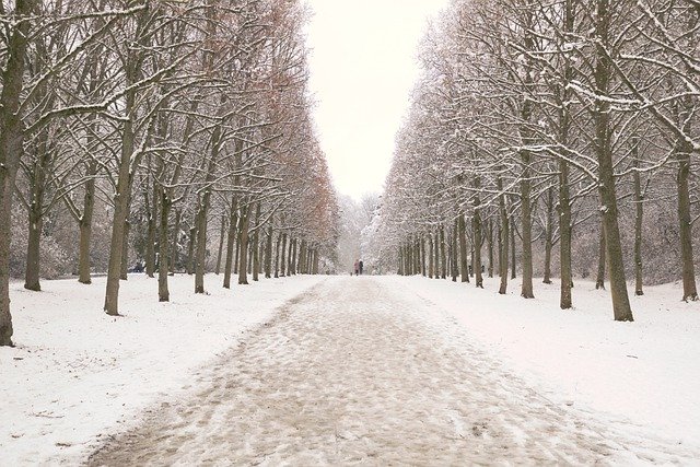 Free download avenue tree winter snow nature free picture to be edited with GIMP free online image editor