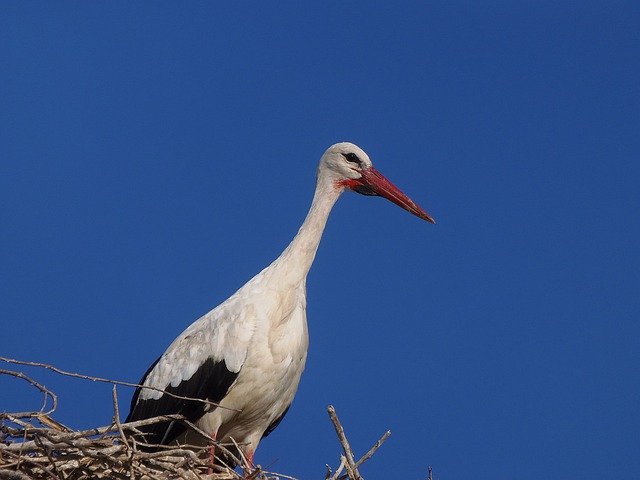 ดาวน์โหลดฟรี Ave Stork Peak - ภาพถ่ายหรือรูปภาพฟรีที่จะแก้ไขด้วยโปรแกรมแก้ไขรูปภาพออนไลน์ GIMP