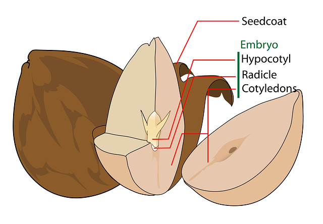 Free download Avocado Science Biology - Free vector graphic on Pixabay free illustration to be edited with GIMP free online image editor