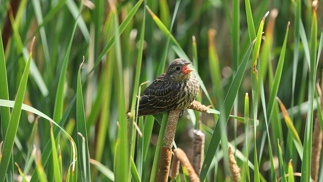 Kostenloser Download Baby Amsel Rotdrossel Amsel Kostenloses Bild, das mit dem kostenlosen Online-Bildeditor GIMP bearbeitet werden kann