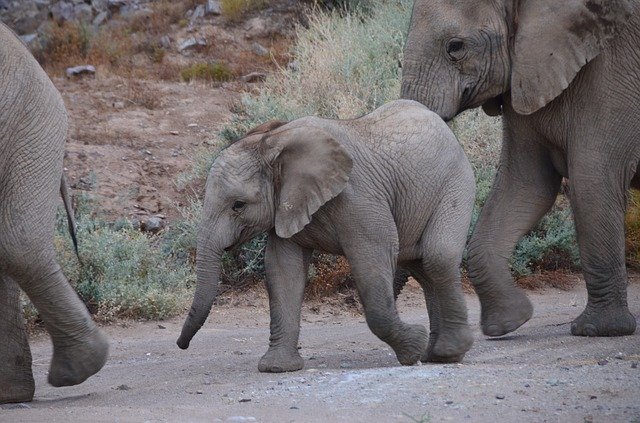 Unduh gratis Baby Elephant Africa - foto atau gambar gratis untuk diedit dengan editor gambar online GIMP