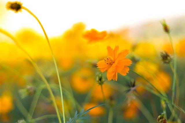 Muat turun percuma Background Flowers Nature - foto atau gambar percuma untuk diedit dengan editor imej dalam talian GIMP