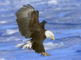 Free download Bald Eagle in Flight, Alaska free photo or picture to be edited with GIMP online image editor