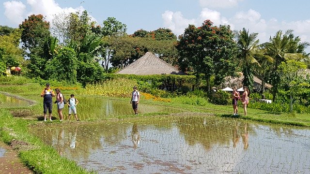 تنزيل Bali Rice Field Indonesia مجانًا - صورة مجانية أو صورة لتحريرها باستخدام محرر الصور عبر الإنترنت GIMP