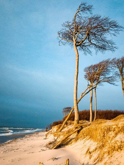 تنزيل مجاني لشجر Baltic Sea West Beach Trees - صورة مجانية أو صورة ليتم تحريرها باستخدام محرر الصور عبر الإنترنت GIMP