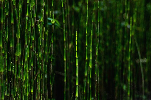 Free download bamboo forest green park outdoors free picture to be edited with GIMP free online image editor