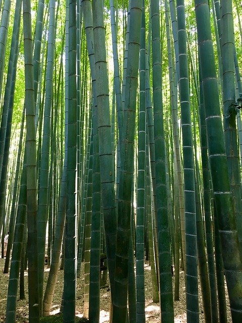 Kostenloser Download Bamboo Japan Asia - kostenloses Foto oder Bild zur Bearbeitung mit GIMP Online-Bildbearbeitung