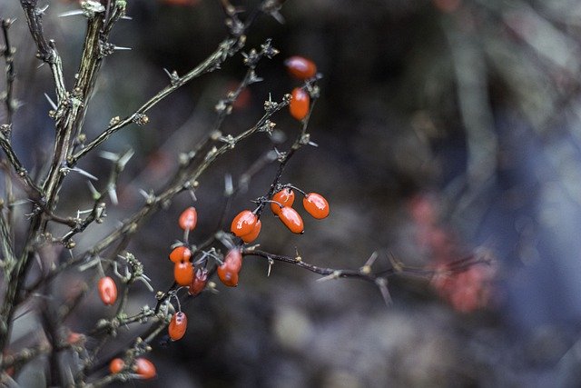 Free download barberry fruits shrub twigs free picture to be edited with GIMP free online image editor