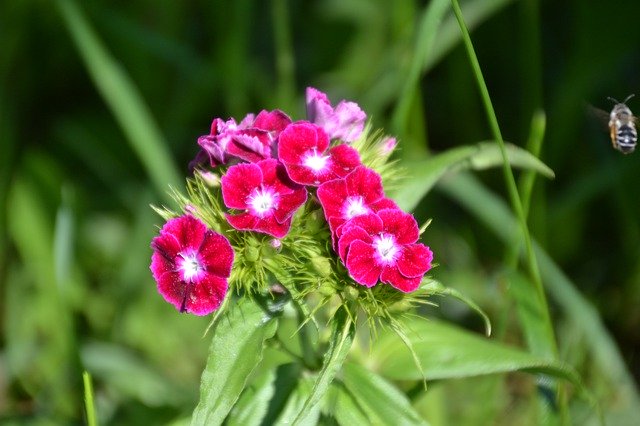 免费下载 Bart Cloves Dianthus - 可使用 GIMP 在线图像编辑器编辑的免费照片或图片