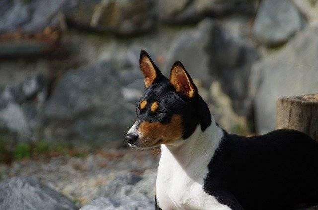 免费下载 Basenji Dog Purebred - 可使用 GIMP 在线图像编辑器编辑的免费照片或图片