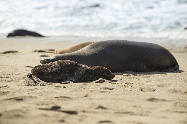 Free download beach seal marine species mammal free picture to be edited with GIMP free online image editor