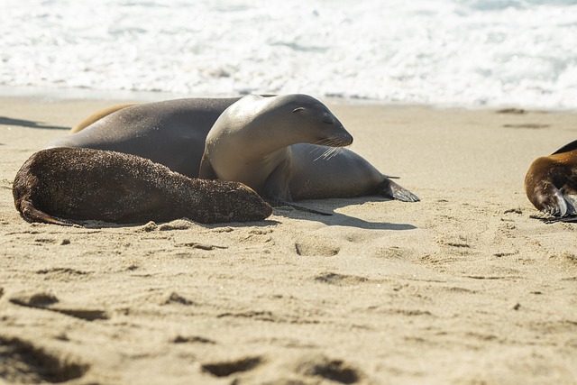 Free download beach seal marine wildlife sea free picture to be edited with GIMP free online image editor