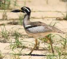 Free download Beach Stone Curlew free photo or picture to be edited with GIMP online image editor