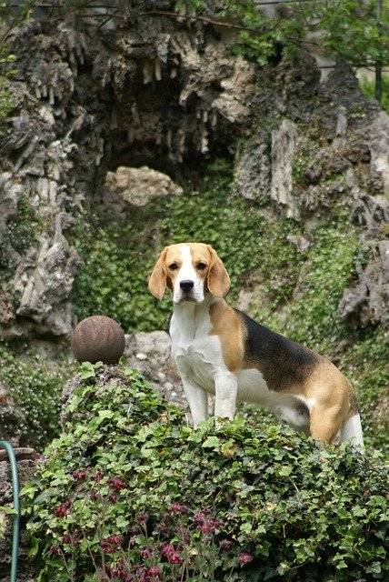 무료 다운로드 Beagle Hunting Dog Purebred - 무료 사진 또는 김프 온라인 이미지 편집기로 편집할 수 있는 사진