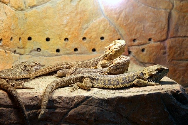 Free download bearded agam lizards free picture to be edited with GIMP free online image editor