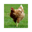 Beautiful chickens  screen for extension Chrome web store in OffiDocs Chromium