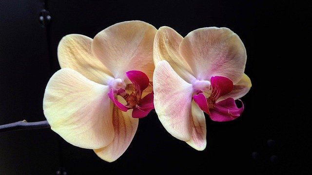 Kostenloser Download Beauty Orchid Flower Nature - kostenloses Foto oder Bild zur Bearbeitung mit GIMP Online-Bildbearbeitung