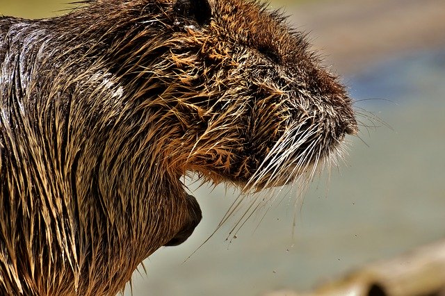 Free download beaver rat nutria water rat water free picture to be edited with GIMP free online image editor