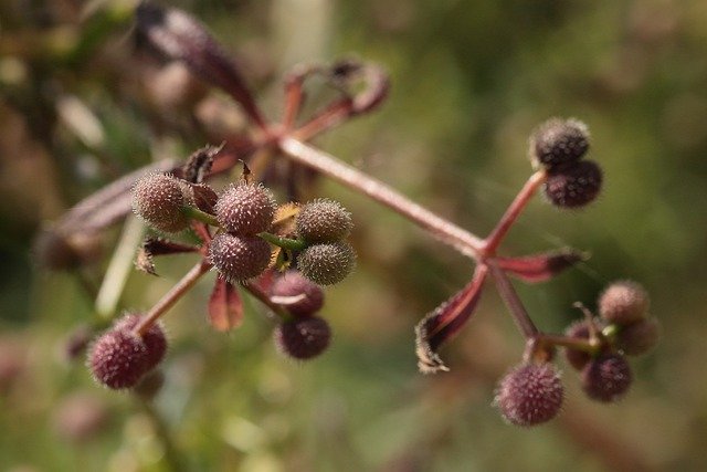 Free download bedstraw seed pods fruit stand fall free picture to be edited with GIMP free online image editor